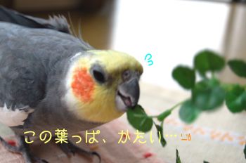 チョコ