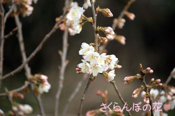 さくらんぼの花
