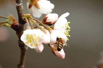 さくらんぼの花とハチ