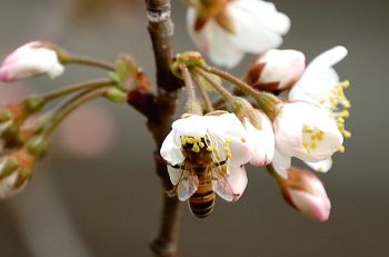 さくらんぼの花とハチ