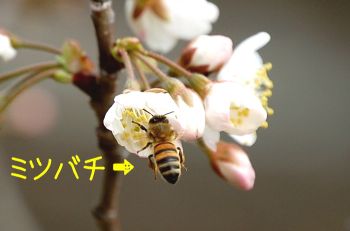さくらんぼの花とハチ