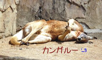 カンガルー