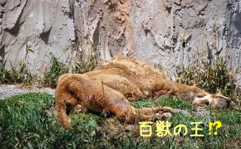 ライオン