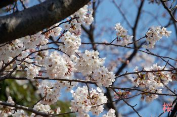 桜