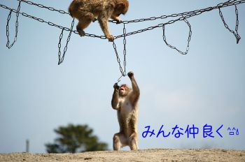 猿