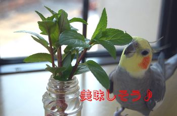 ミントチョコ
