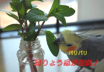 チョコミント