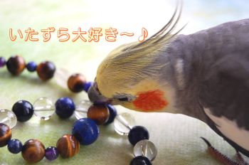 チョコ