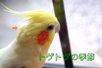 トゲトゲオカメ