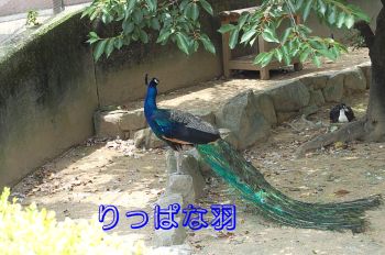 孔雀