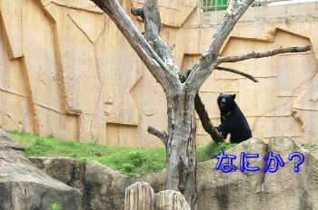 ツキノワグマ
