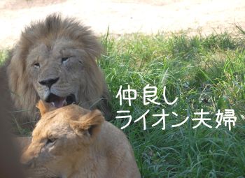ライオン
