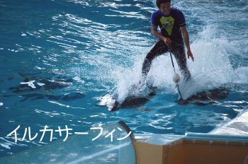 イルカ