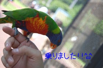 ゴシキセイガイインコ