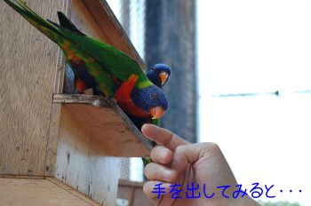 ゴシキセイガイインコ