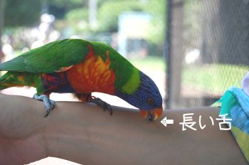 ゴシキセイガイインコ