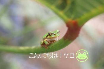 カエル君