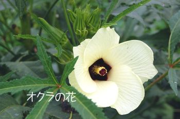 オクラ