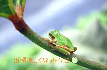 カエル君