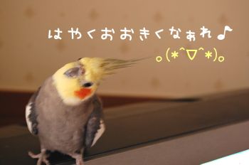ちょこ