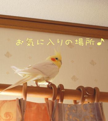コウメ