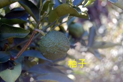 柚子