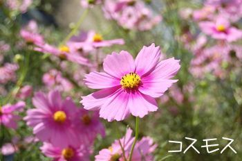 コスモス