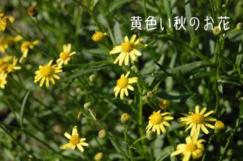黄色の花