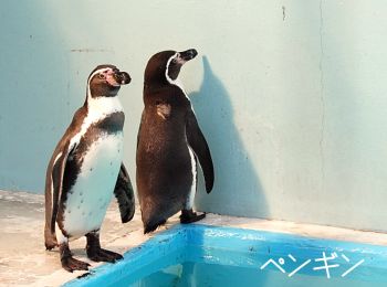ぺんぺん