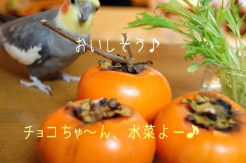チョコと水菜