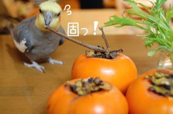 チョコと水菜