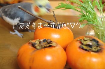 チョコと水菜