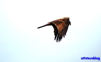 鷹
