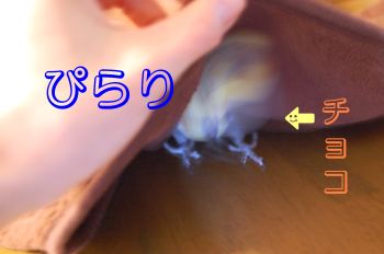 チョコ