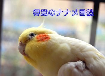 コウメ