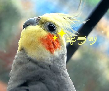 チョコ