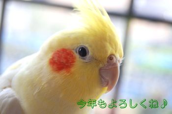 コウメ