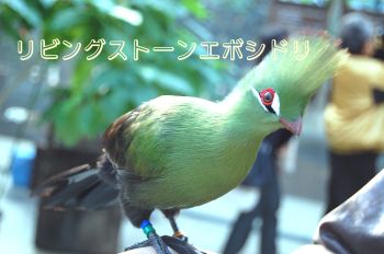 エボシドリ
