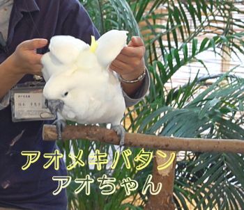 キバタン