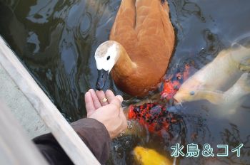 水鳥 コイ
