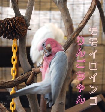 モモイロインコ