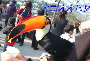 オオハシ