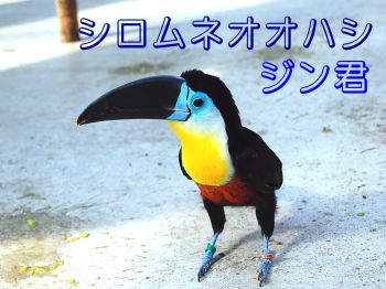 シロムネオオハシ