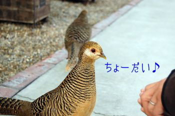 エサやり