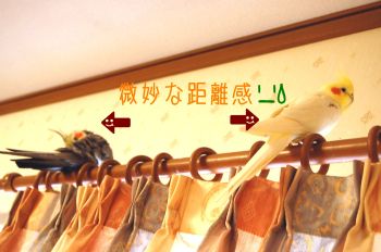 小梅とチョコ