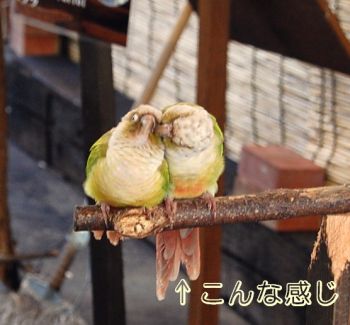 ホオミドリアカオウロコ