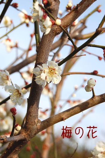 梅の花