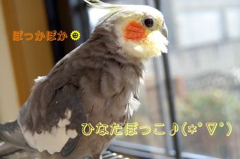 チョコ 日向ぼっこ