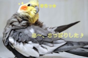 チョコ