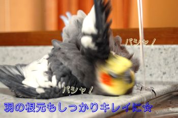 チョコ